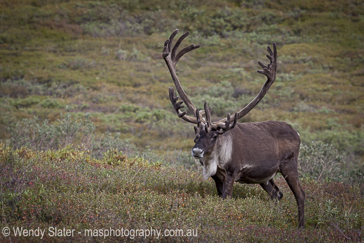 Caribou