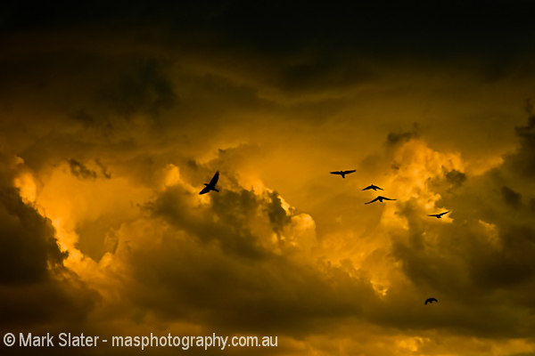 Fleeing The Storm