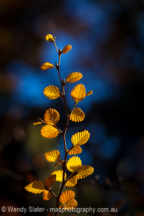 Gold On Blue