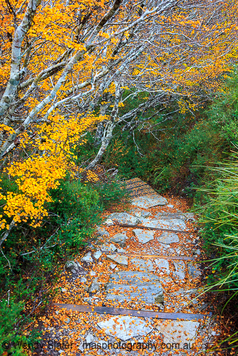 Golden Steps