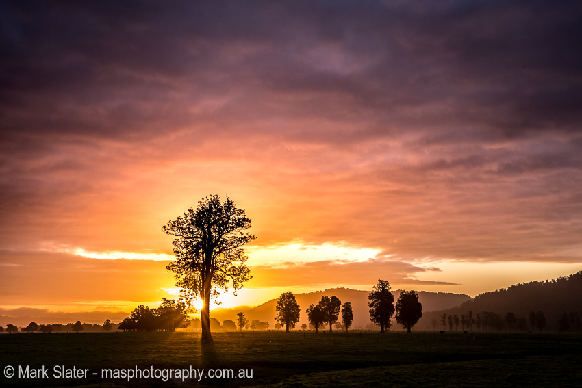 Tree Of Light