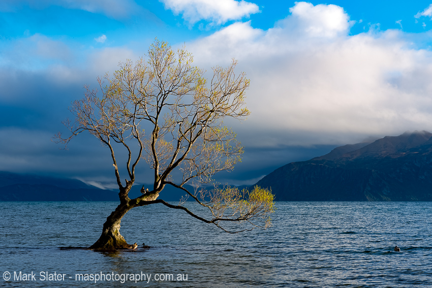 Wanaka Wonder